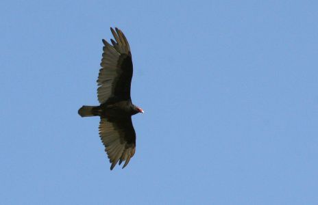 California Condor or Vulture