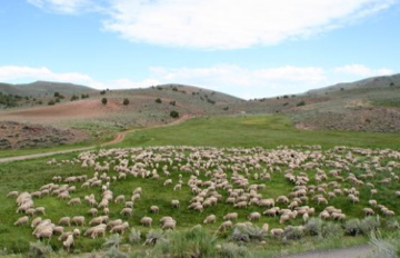 Large Flock of Sheep (If photo does not appear, please reload this page.)