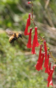 Bee and Red Western Corydalis or Fumewort