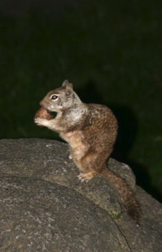 Chipmunk or Ground Squirrel