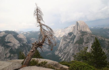 Dead Tree and Halfdome from Glacier Point in Yosemite