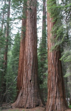 Giant Redwoods in Mariposa Grove, Yosemite