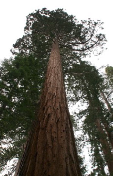 Giant Redwoods in Mariposa Grove, Yosemite