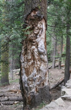 Severely Damaged Pine Tree Trunk