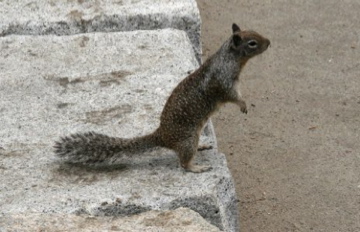 Squirrel on Wall