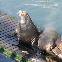 Sea Lions in Newport, OR