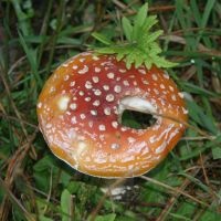 Colorful mushroom