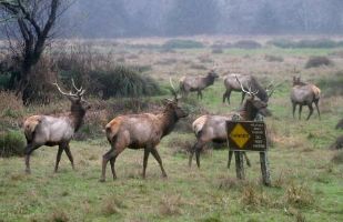 Elk Grazing near Eureka