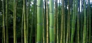 Bamboo near Saratoga, CA