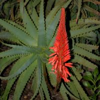 Aloe Plant in Bloom, Marina Dunes