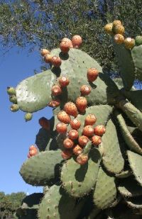 Prickly Pear Cactus, San Juan Bautista