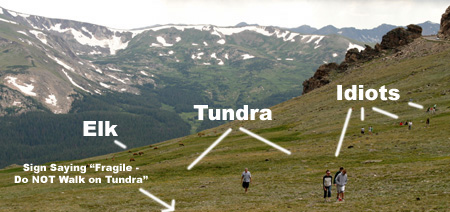 Trampled Tundra