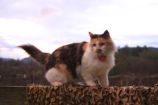Pixie - our Calico barn cat