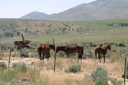 Horses on an Idaho Range