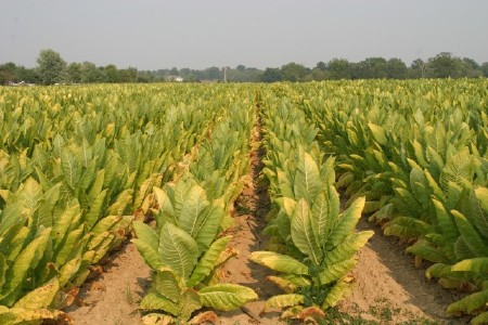 Tobacco field