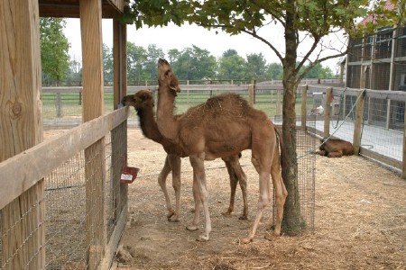 Baby Camels