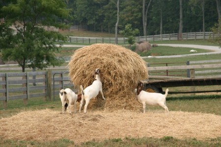Goats Eating Hay