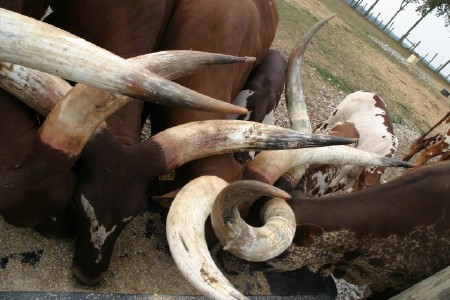 Watusi Cattle