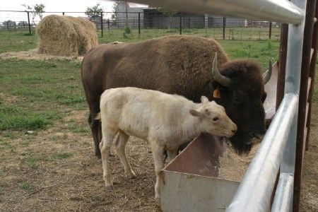 White Buffalo Calf and Mother