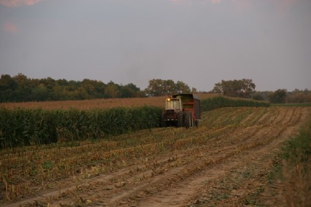 Corn being harvested