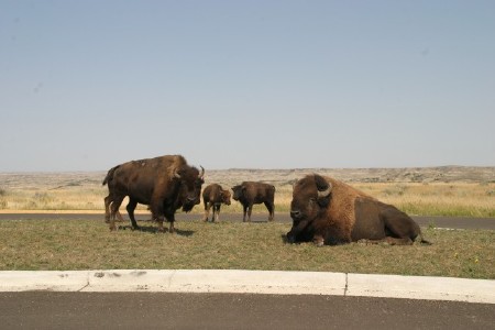Buffalo in Parking Lot