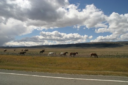 Horses on the range