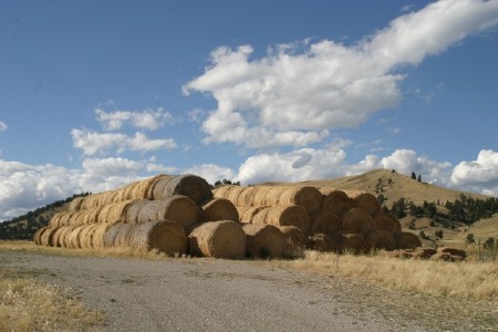 Stacks of round hay bales