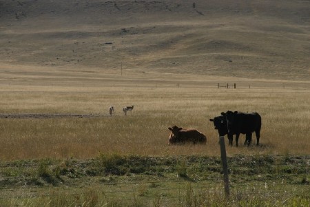 Cattle and Antelope