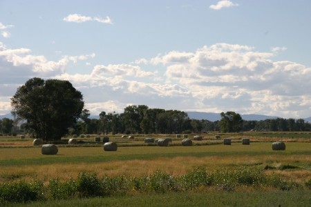 big round bales of hay