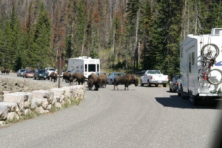 buffalo parade