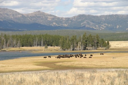 herd of buffalo camped by the Yellowstone river