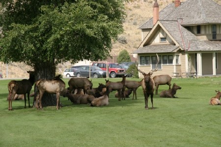 Herd of Elk at Mammoth Springs Visitors Center