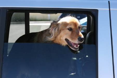 big dog in car