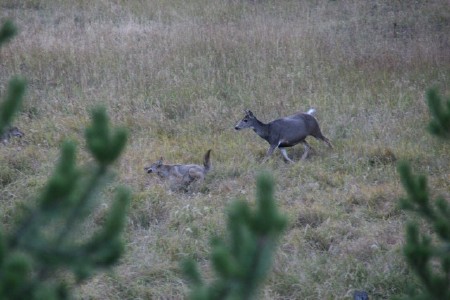 Deer fending off Coyotes