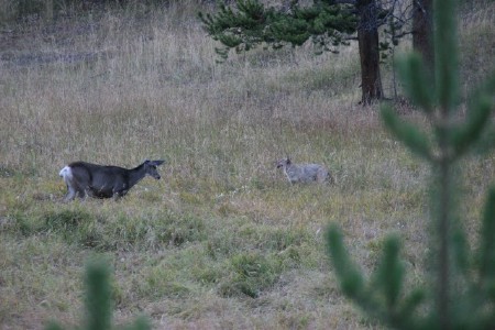 Deer fending off Coyotes