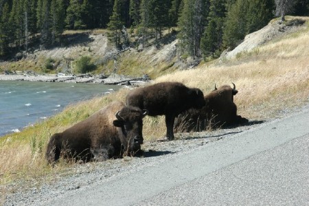 Buffalo sitting along side the road