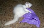 White Cat Playing with Purple Tissue