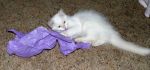 White Cat Playing with Purple Tissue