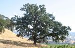 Big Oak Tree in No. CA