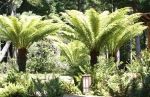 Short Palm Trees in Garden