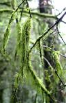 Usnea, Tree Moss, Old Man's Beard or Lichen on branches