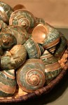 Seashells In Basket