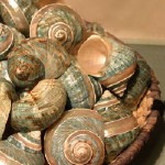 Seashells In Basket