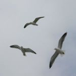 Sea Gulls In Flight