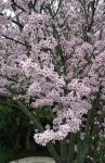 Spring Fruit Tree Blossoms