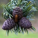 Spruce Pine Cones