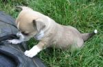 Chihuahua Puppy Playing with Shoe Lace
