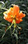 Orange Turk's Cap Lily