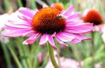 Echinacea Flower with Honey Bee