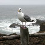 California Sea Gull